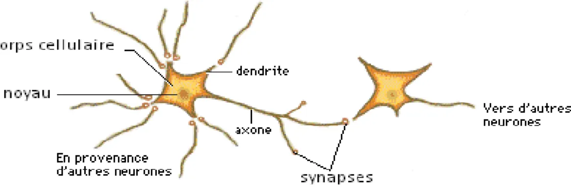 Figure 1.1 : Une représentation simplifiée des neurones biologiques 
