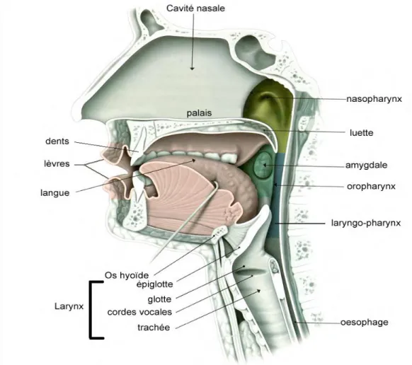 Figure 1.1 – Vue schématique de l’appareil vocal, dans le plan sagittal médian. 