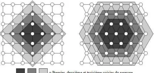 Figure 2.5 - Dispositions des neurones du réseau de Kohonen. 