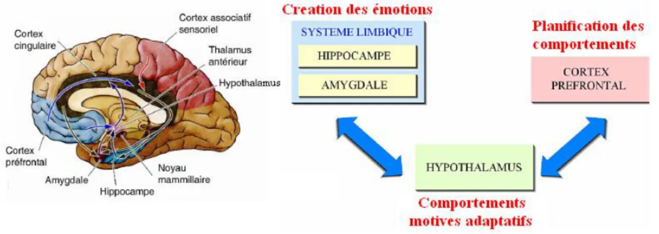 Figure  3.3.  Représentation  schématique  des  connexions  principales  du  système  limbique  (Valat, 2008)