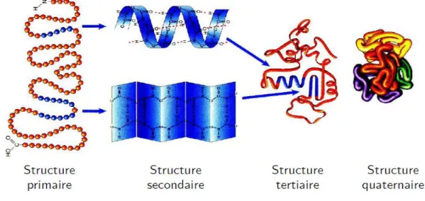Figure 1.2.   Les différentes structures d‘une protéine. 