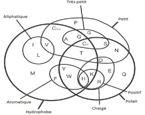 Figure 1.4.   Diagramme de Venn des propriétés des acides aminés [SEL 08].  