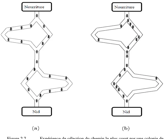 Figure 2.7.   Expérience de sélection du chemin le plus court par une colonie de  fourmis,  (a) au début de l‘expérience, (b) à la fin de l‘expérience