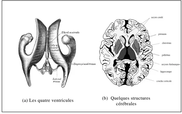 Figure 1.2 : Les structures cérébrales [SCH08]. 