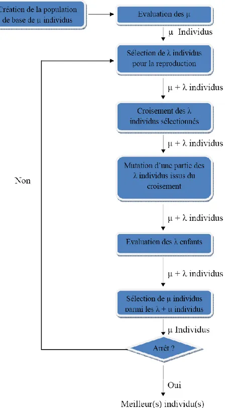 Figure 3.12. Schéma type d’un algorithme évolutionnaire [Lam 09]. 