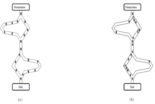 Figure 1.4. Expérience de sélection des branches les plus courtes par une colonie de  fourmis : (a) au début de l’expérience, (b) à la fin de l’expérience