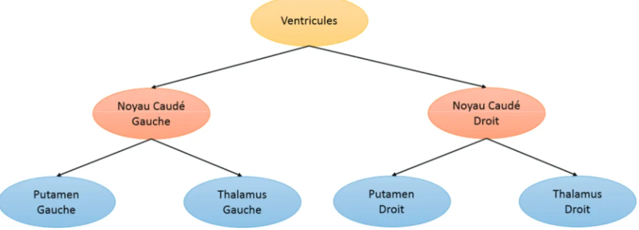 Fig 4.1 Exemple de dépendance spatiale entre différentes structures cérébrales (tirée de [Wu J  2009])
