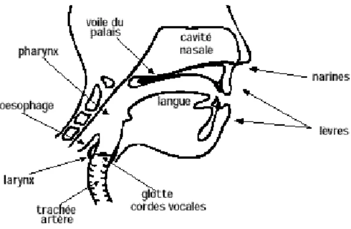 FIG 2.7  L’appareil phonatoire 