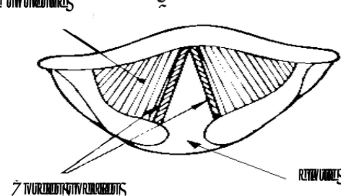FIG 2.8  Section du larynx, vu de haut 