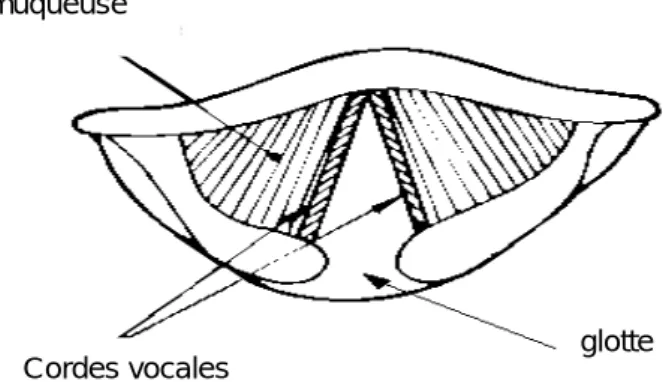 FIG 2.8  Section du larynx, vu de haut 