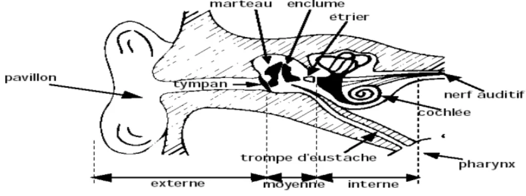 FIG  2.10  Le système auditif 
