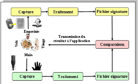 Figure 1.2 Processus d’un système d’identification biométrique. 