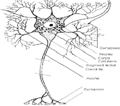 Figure III. 1.  Structure d’un neurone  biologique 
