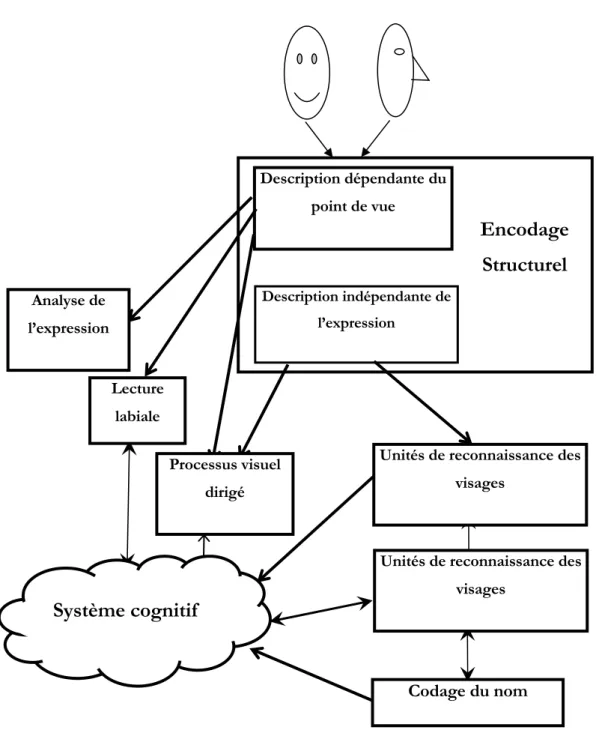 Figure 1 .  Adaptation du modèle de Bruce et Young 1998  