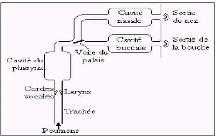 Figure 1.2 : Modèle de production de la parole  4. Traitement de la parole 