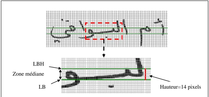 Figure IV.10.  Illustration de la hauteur de la zone médiane en pixels dans un mot  échantillon