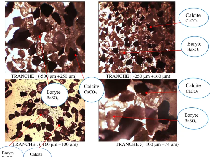 Figure 09 : Tranches granulométriques sous microscope, pour l’observation du degré de 