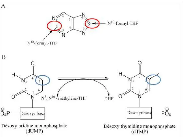 Figure 1.3: Implication du THF dans la biosynthèse des purines et des désoxy thymidines monophosphates
