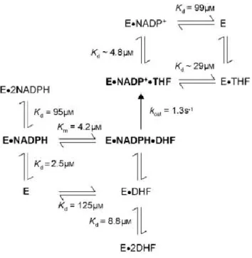 Figure 1.6: Mécanisme de catalyse proposé pour la DHFR R67. La voie favorisée est montrée en caractères gras