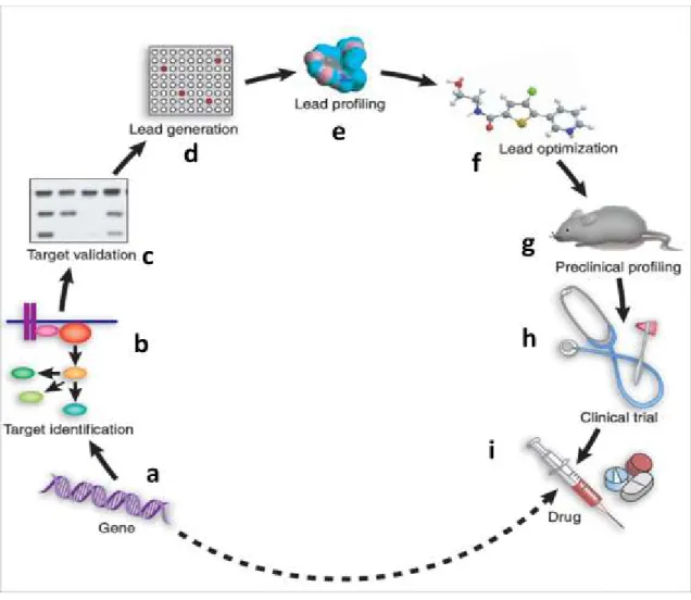 Figure 1. 10: Vue d'ensemble du processus du développement d'un médicament. Voir le texte et les sous-sections 