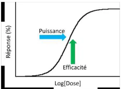 Figure 1.13: Courbe dose-réponse. La puissance est évaluée selon la concentration de ligand nécessaire pour induire 