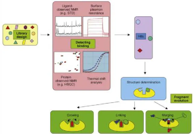 Figure 1.14 : Processus typique de design à base de fragments. Une librairie de petites molécules est criblée sur la 