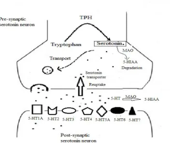 Figure  2:    Schematic  illustration  of  serotonergic  synapse.  After  tryptophan  is  converted  to  5-HT,  5-HT  is  packaged  into  storage  vesicles  or  removed  from  the 