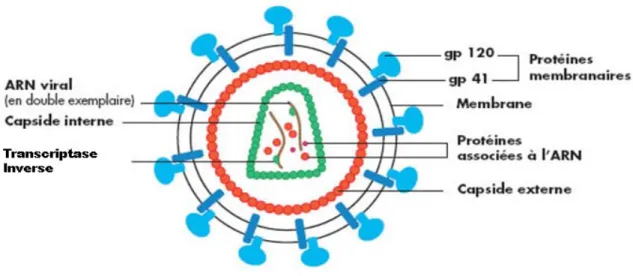 Figure 1 : Schéma organisationnel du VIH. Adapté à partir de Greene et al. (8)  1.2. Le génome viral du VIH-1 