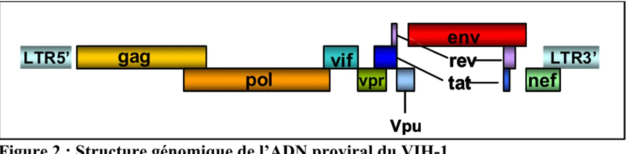 Figure 2 : Structure génomique de l’ADN proviral du VIH-1.  
