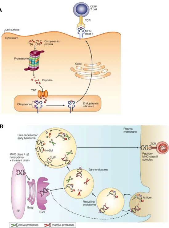 Figure 5: Présentation d’antigène. (A) Présentation d’antigène dans le contexte des 