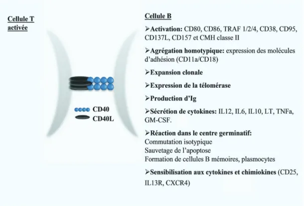 Figure 5. L’activation des cellules B suite à l’interaction CD40-CD40L 