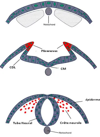 Figure  3 : Schéma présentatif du phénomène de fermeture de tube neural. Adaptée de 