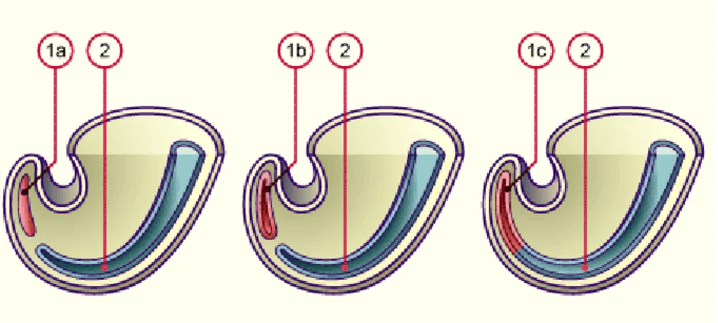 Figure  5 : Schéma présentatif de la neurulation secondaire.  158