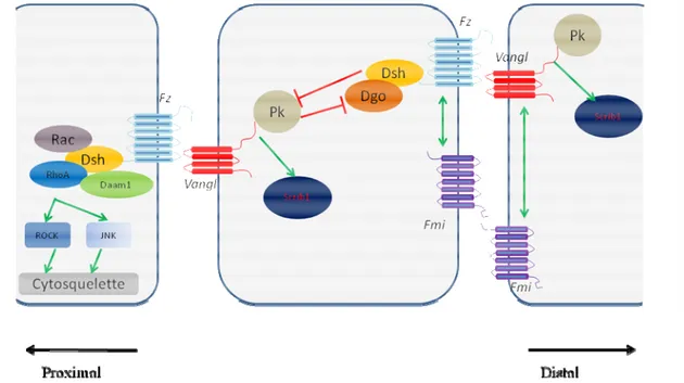 Figure  7 : Schéma présentatif des différentes interactions des protéines de la voie  