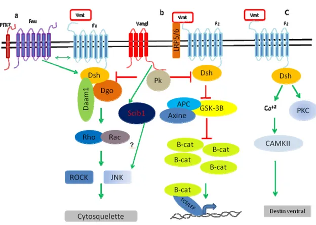 Figure  8 : Schéma présentatif de (a) La voie de la polarité planaire cellulaire, (b) La voie 