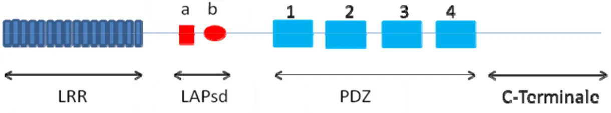 Figure  9 : Schéma présentatif de la structure générale de Scrib1. 