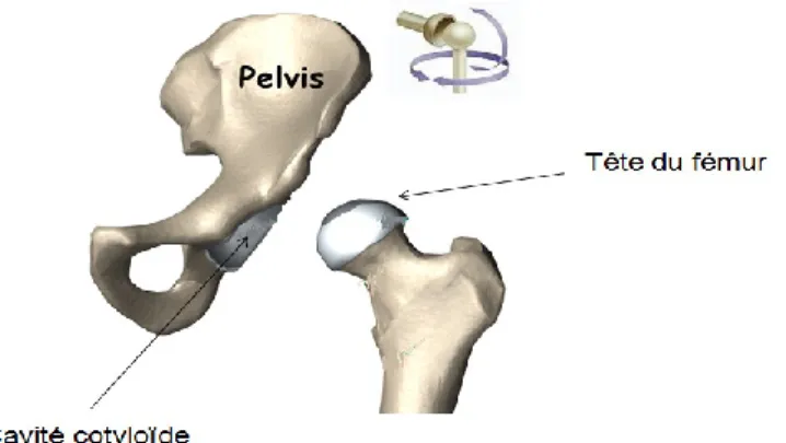 Figure  2:  L’articulation  coxo-fémorale  une  articulation  sphéroïde.  Figure  adaptée  de:  www.orthopediatrics.com 