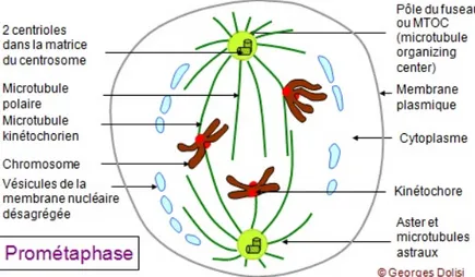 Figure 3 : représentation  schématique d’une cellule  en prométaphase. 