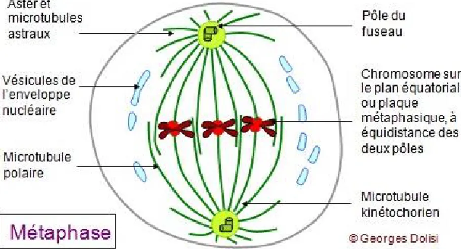 Figure 4 : représentation  Schématique d’une cellule  en métaphase. 