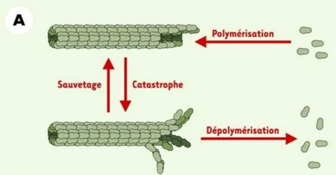Figure 13 : représentation schématique des  évènements de sauvetage et de catastrophe  que peuvent subir les microtubules