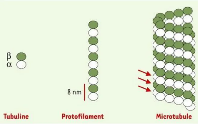 Figure 15 : structure d’un microtubule. 