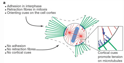 Figure 20A : en mitose les cellules s’arrondissent  et présentent des fibres de rétraction