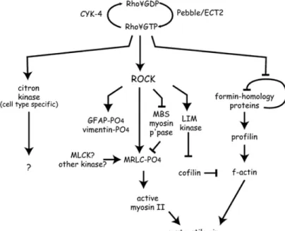 Figure 24 : les voies de  signalisation Rho-dépendantes  sont impliquées dans l’élongation  cellulaire et dans la contraction  équatoriale