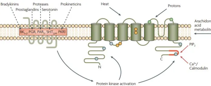 Figure 4: Sites de phosphorylation et d’activation du TRPV1. 