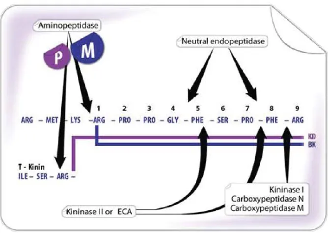 Figure 6 :Sites d’action des enzymes impliquées dans le métabolisme des kinines 