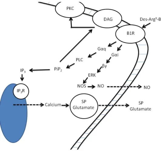 Figure 7: Transduction des signaux suivant l’activation du récepteur B1 des kinines. 