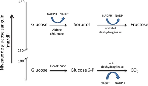 Figure 9 : L’influence des niveaux de glucose intracellulaire sur l’utilisation des voies 