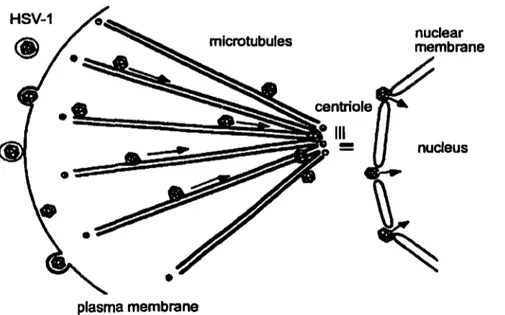 Figure  1 3:  Transport  of the  capsid  to  the  nuclear  pores  with  release  of the  virion  DNA  into  the  nucleus (Sodeik et al., 1997)