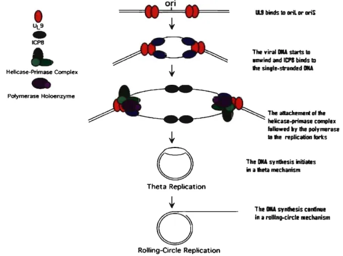 Figure 1 4:  Mechanism of "SV DNA  replication (adapted from  Travis J. Taylor et al., 2002) 