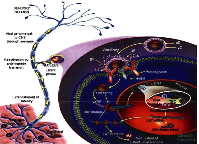 Figure 1 5:  HSV-llatent infection (adapted from Protein Lounge Presentation). 